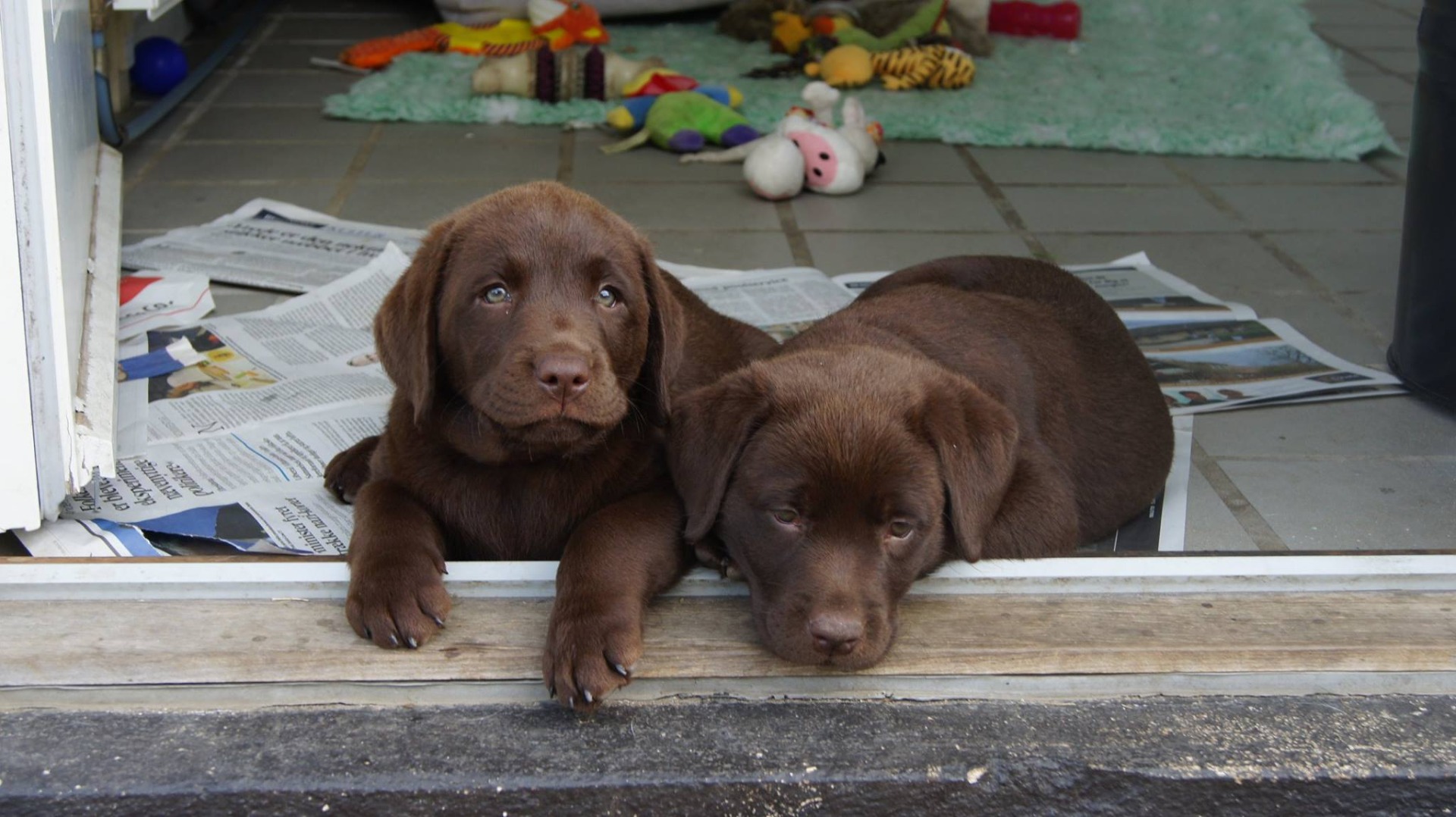 stemning billeder Kennel Cap De Lab